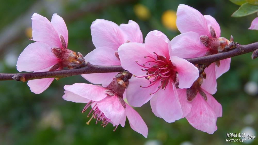 桃花依舊笑春風  Flowers花卉