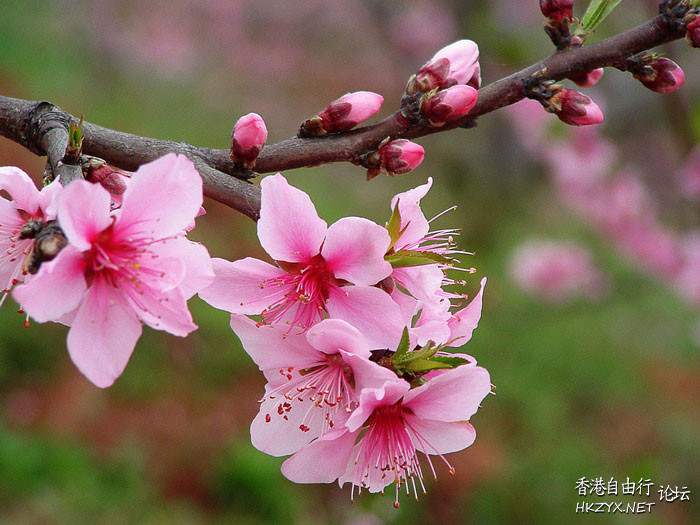桃花依舊笑春風  Flowers花卉