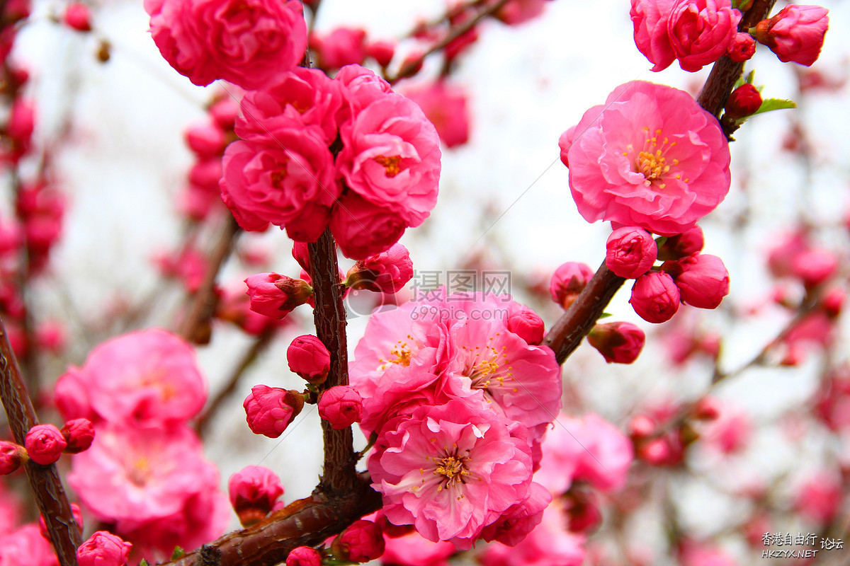 桃花依舊笑春風  Flowers花卉