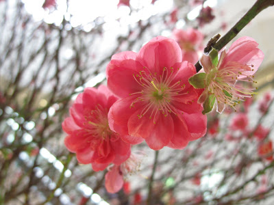 桃花依舊笑春風  Flowers花卉