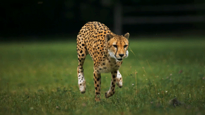   Wild animal 野生動物