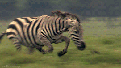 草丛野生老虎  Wild animal 野生動物