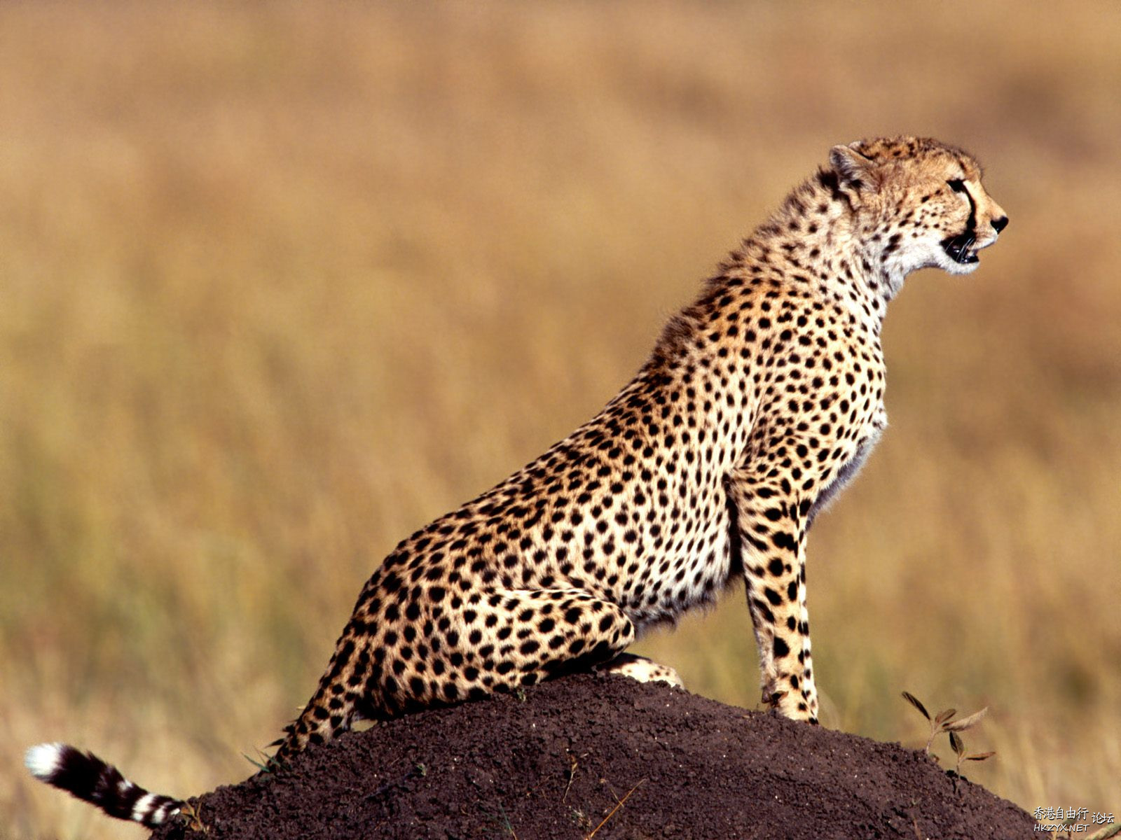 草丛野生老虎  Wild animal 野生動物