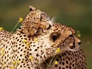 Animals in Love  Ecology 生態留影