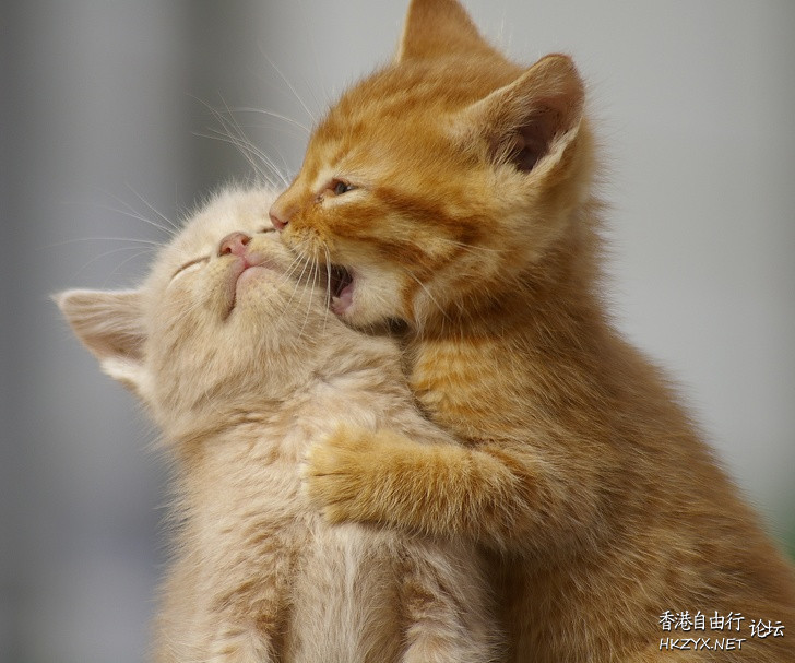 Animals in Love  Ecology 生態留影