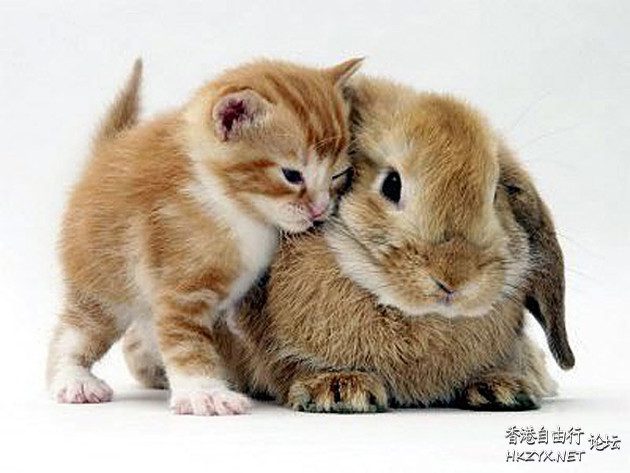 Animals in Love  Ecology 生態留影