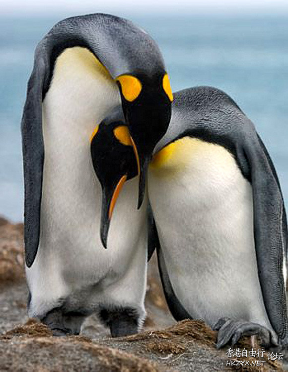 Animals in Love  Ecology 生態留影