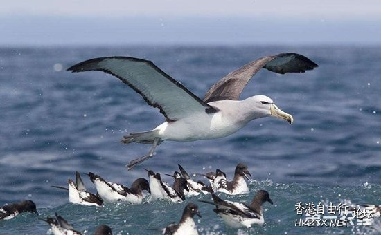   Birds 飛烏