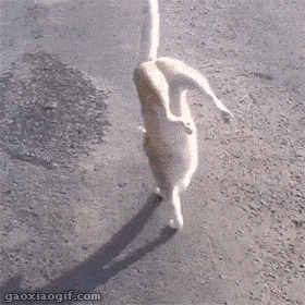   Pets 寵物護理 +紀念堂