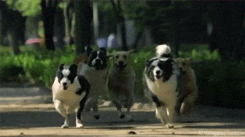   Pets 寵物護理 +紀念堂