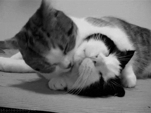咪咪： May I kiss u ?  Pets 寵物護理 +紀念堂