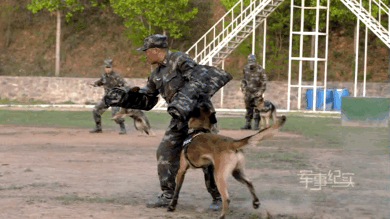 98岁的老军犬去找英灵  寵物紀念堂