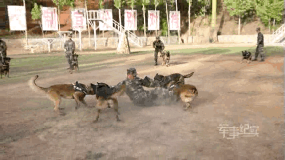 98岁的老军犬去找英灵  寵物紀念堂