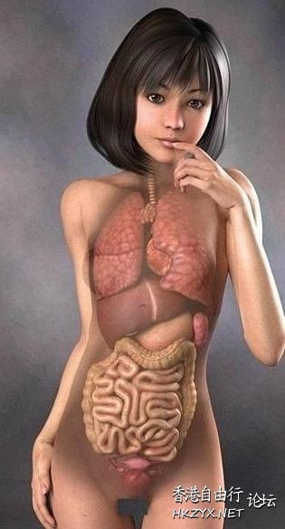 日本3D美女人体解剖图  医学常識