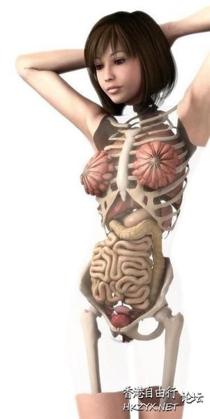 日本3D美女人体解剖图  医学常識