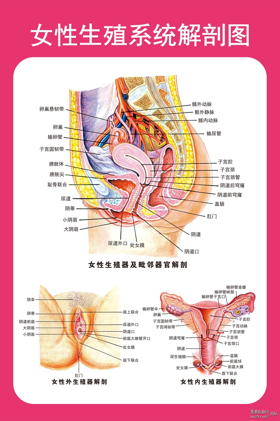 日本3D美女人体解剖图  医学常識