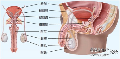   医学常識