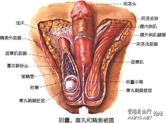   医学常識