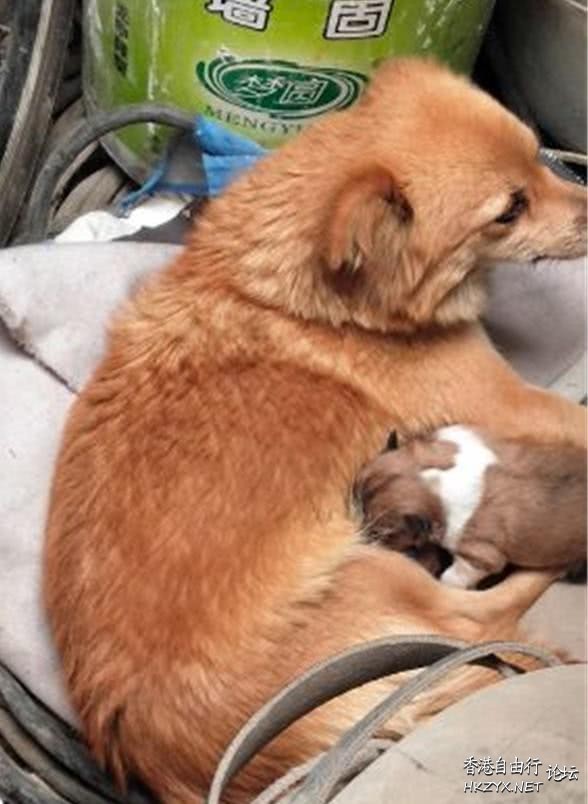 流浪狗跟女子回家却不辞而别  Pets 寵物護理 +紀念堂