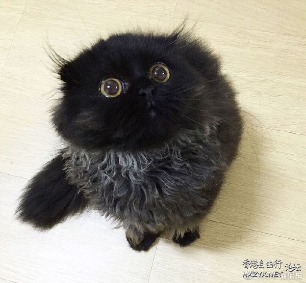   Pets 寵物護理 +紀念堂