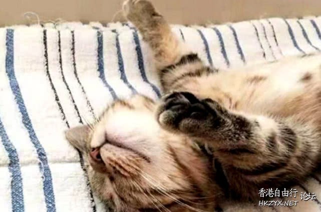 猫死了，居然生了个懒腰  Pets 寵物護理 +紀念堂