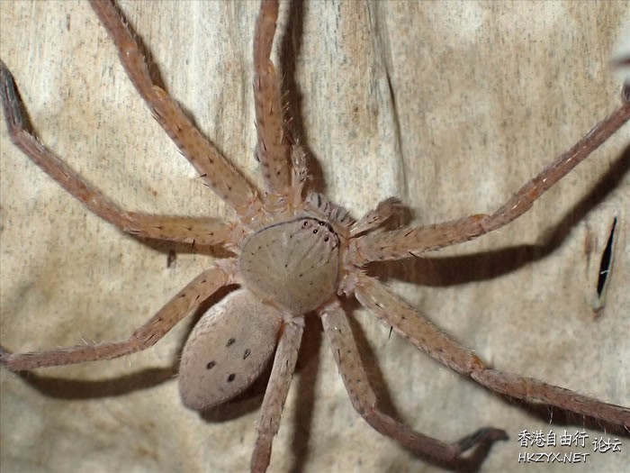 将新物种巨型蜘蛛命名  Wild animal 野生動物