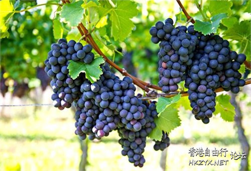 这水果是高血压的禁忌，  女性健康食療