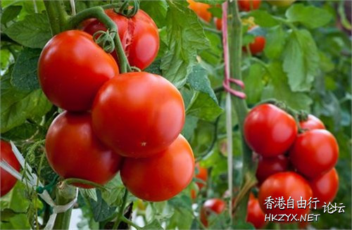 常吃西红柿好处多  中藥問症