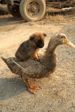   Pets 寵物護理 +紀念堂