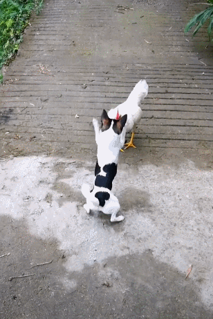 狗狗和公雞戰鬥 反擊，  Pets 寵物護理 +紀念堂