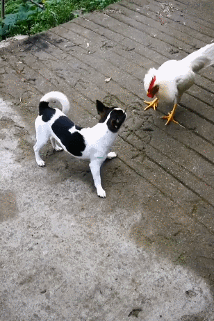 狗狗和公雞戰鬥 反擊，  Pets 寵物護理 +紀念堂