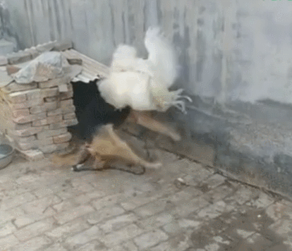 狗狗和公雞戰鬥 反擊，  Pets 寵物護理 +紀念堂