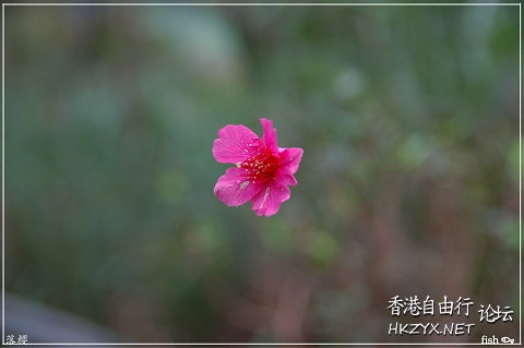 一念花开，一念花落  山水花林啓唔人生