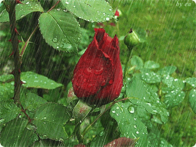 一朵 Rose 的啓悟  山水花林啓唔人生