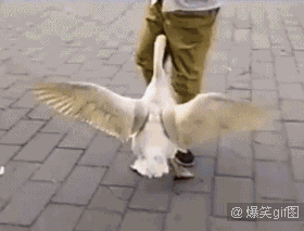   Birds 飛烏