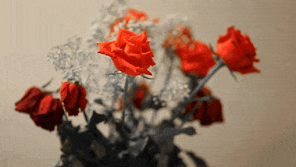   Flowers花卉