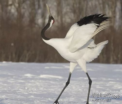   Birds 飛烏
