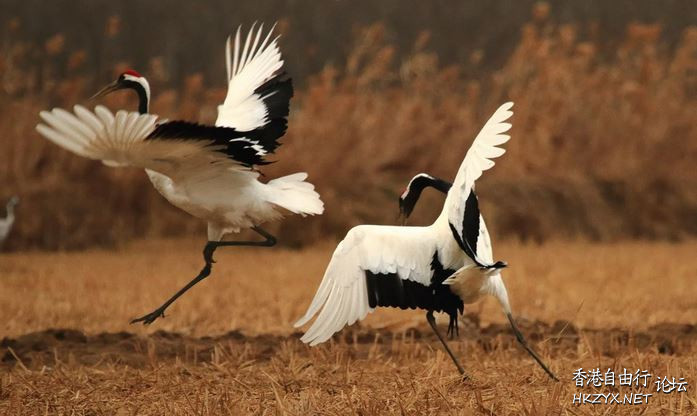   Birds 飛烏