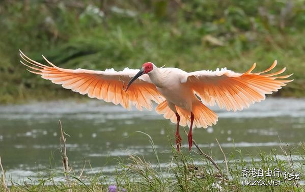   Birds 飛烏