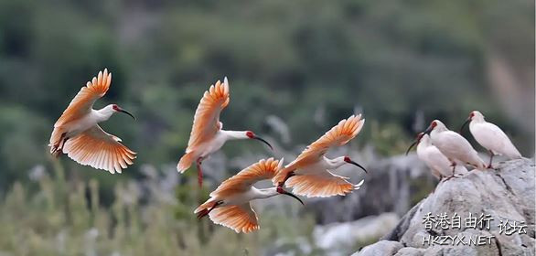   Birds 飛烏