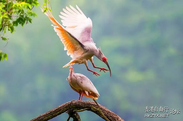   Birds 飛烏