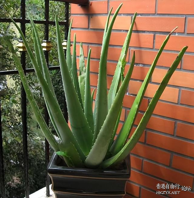 蘆薈是個寶，葉子像「藥箱」  吹水咖啡室