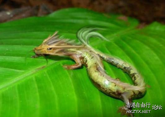 龘龘龘龘龘  QQ表情圖